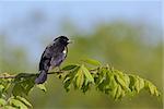 A red-winged blackbird perched on a leafy green branch with the blue sky above.