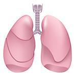 Healthy human lungs. Respiratory system. Lung, larynx and trachea of healthy person. Isolated on white vector illustration
