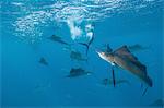 Underwater view of group of sailfish corralling sardine shoal at surface, Contoy Island, Quintana Roo, Mexico