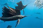 Underwater view of group of sailfish corralling sardine shoal toward surface, Contoy Island, Quintana Roo, Mexico