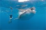 Underwater view of snorkeler watching whale shark feeding, Isla Mujeres, Quintana Roo, Mexico