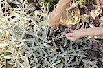 Mature woman gardening, cutting plant with secateurs, low section