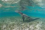 Underwater side view of crocodile on hind legs, Chinchorro Atoll, Quintana Roo, Mexico