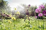 View through flowers of mature woman in garden watering flowers with hosepipe