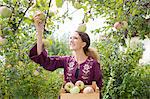 Teenage girl picking apples in orchard