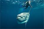 Underwater view of mola mola, ocean sunfish and local fisherman, Magadalena bay, Baja California, Mexico