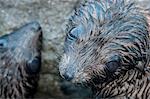 Overhead close up of Guadalupe fur seal pups ;looking up at camera, Guadalupe Island, Baja California, Mexico