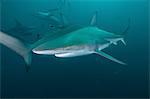 Underwater side view of oceanic black tip shark, Aliwal Shoal, Durban, South Africa