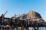 Cod fish drying on racks,  Hamnoy, Lofoten Islands, Norway