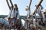 Cod fish drying on rack,  Hamnoy, Lofoten Islands, Norway