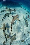 Overhead underwater view of  school of lemon sharks swimming near seabed, Tiger Beach, Bahamas