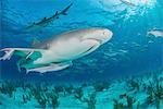 Low angle underwater view of lemon shark swimming near seabed, Tiger Beach, Bahamas