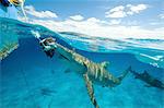 Underwater view of lemon shark near water surface eating bait hanging from boat, Tiger Beach, Bahamas