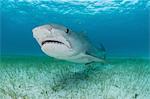 Low angle underwater view of tiger shark swimming near seagrass covered seabed, Tiger Beach, Bahamas