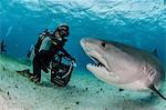 Underwater view of scuba diver on seabed feeding tiger shark, Tiger Beach, Bahamas