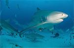 Underwater view of pregnant bull shark, Playa Del Carmen, Quintana Roo, Mexico