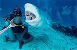 Dive master hand feeding female bull shark, Playa del Carmen, Quintana Roo, Mexico