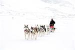 Dogs pulling sleigh