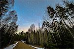 Forest road under starry sky