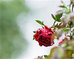 Close-up of red rose