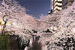 Cherry blossoms in full bloom at Meguro river, Tokyo, Japan