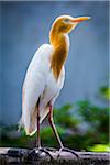 Portrait of cattle egret (small white heron) standing on tree trunk, Petulu near Ubud, Bali, Indonesia