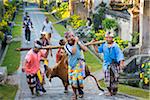 Men carrying cow tied to a stick during ceremony, Penglipuran, traditional Balinese village, Bangli, Bali, Indonesia