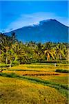 Gunung Batukaru from Rice Fields of Chau Village, Marga, Bali, Indonesia