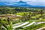 Rice Terraces with Gunung Agung in the background, Jatiluwih, Bali, Indonesia