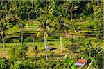 Overview of Rice Terraces, Jatiluwih, Bali, Indonesia