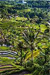 Overview of Rice Terraces, Jatiluwih, Bali, Indonesia