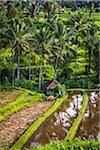 Plowing Rice Field with Cow, Jatiluwih, Bali, Indonesia