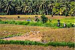 Ducks in Rice Field, Petulu near Ubud, Bali, Indonesia