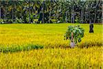 Worker in Rice Field, Junjungan near Ubud, Bali, Indonesia