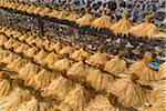 Rice Harvesting, Kesambi, Bali, Indonesia