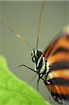 Close-up portrait of a Tiger Longwing (Heliconius hecale)