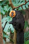 Close-up portrait of a White-faced Saki (Pithecia pithecia) in autumn