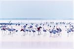 Greater Flamingos (Phoenicopterus roseus) at Dawn, Saintes-Maries-de-la-Mer, Parc Naturel Regional de Camargue, Languedoc-Roussillon, France