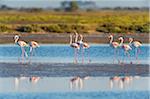 Greater Flamingos (Phoenicopterus roseus), Saintes-Maries-de-la-Mer, Parc Naturel Regional de Camargue, Languedoc-Roussillon, France