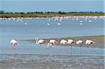 Greater Flamingo (Phoenicopterus roseus), Saintes-Maries-de-la-Mer, Parc Naturel Regional de Camargue, Languedoc-Roussillon, France