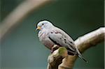 Close-up portrait of a Croaking Ground Dove (Columbina cruziana) in autumn, Germany