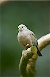 Close-up portrait of a Croaking Ground Dove (Columbina cruziana) in autumn, Germany