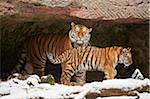 Close-up of a Siberian tiger (Panthera tigris altaica) mother with young cub in cave with snow in winter