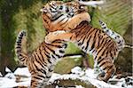 Close-up of two young Siberian tigers (Panthera tigris altaica) playing in snow in winter