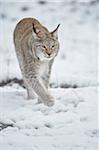 Close-up of a Eurasian lynx (Lynx lynx) walking on a snowy winter day, Bavaria, Germany