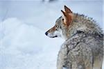 Close-up of a Eurasian wolf (Canis lupus lupus) on a snowy winter day, Bavaria, Germany