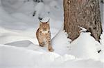 Close-up of a Eurasian lynx (Lynx lynx) walking in snow in winter, Bavarian Forest, Bavaria, Germany