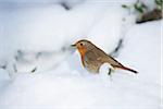 Close-up of a European robin (Erithacus rubecula) on a snowy winter day, Bavaria, Germany