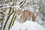 Close-up portrait of a Eurasian lynx (Lynx lynx) on a snowy winter day, Bavaria, Germany