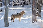 Eurasian wolf (Canis lupus lupus) standing in forest on a snowy winter day, Bavarian Forest, Bavaria, Germany